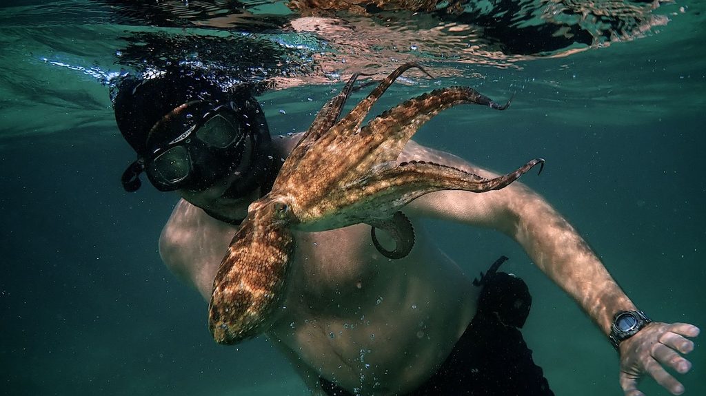 My Octopus Teacher, a highly acclaimed film in South African cinema